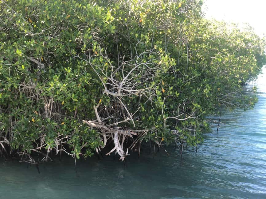 La Romana: Saona Island for Norwegian Sky Cruise Passengers - Key highlights you’ll actually care about