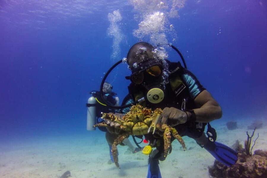 La Romana: Scuba Diving in Catalina Island - Key things to know before you go