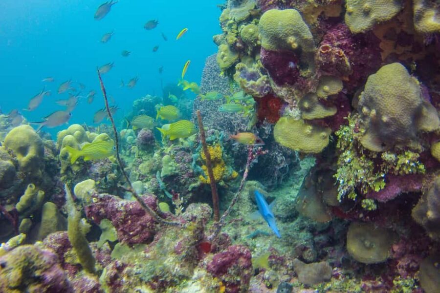 La Romana: Scuba Diving in Catalina Island - Health, certification, and rules: who this tour is for (and who should skip it)