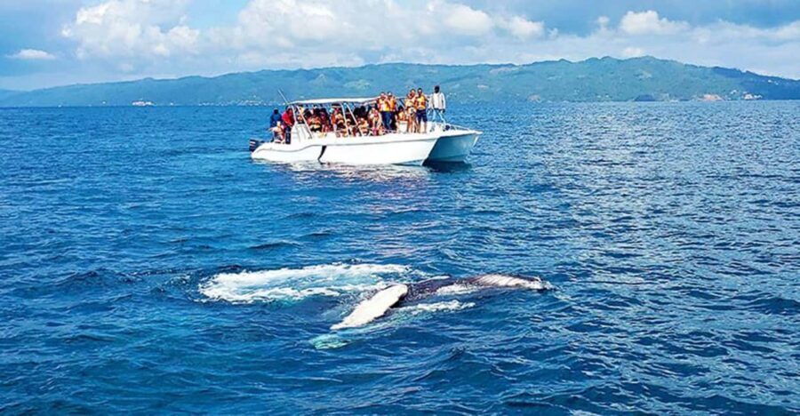 Las Terrenas: Whale Watching and Cayo Levantado Island Tour - Key highlights at a glance