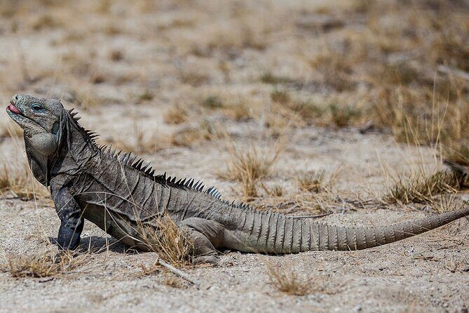 Local Excursion || Jungle Safari Excursion - Mini zoo stop: crocodiles and iguanas up close