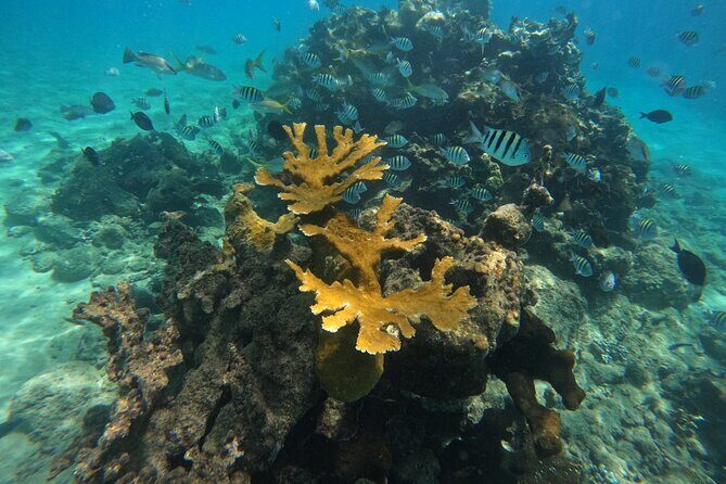 Local Excursion | Paradise Island Punto Rucia & snorkeling - First Light From Cabarete: The 6:30 am Start That Sets the Tone