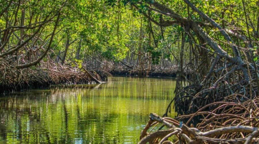 Los Haitises Boat Ride + Caño Hondo Natural Pools - A few smart ways to make the day easier