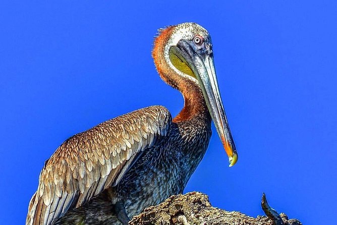 Los Haitises National Park Tour from Punta Cana Montana Redonda and Cano Hondo - Mangroves, caves, and rocky islands on the boat trip