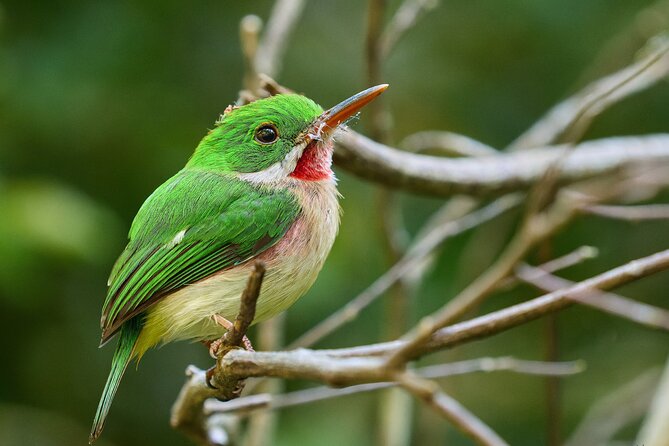 Los Haitises National Park Tour from Punta Cana Montana Redonda and Cano Hondo - Conservation note: protected nature comes with real-world mess