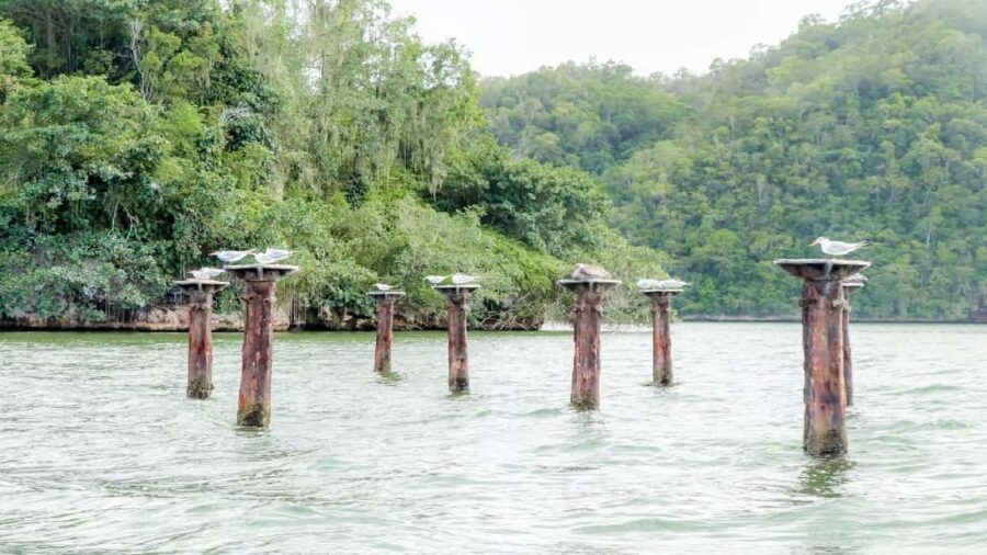 Mangroves, Mogotes and Mountains from Punta Cana - From Punta Cana to Caño Hondo: the mangrove sail you’ll remember