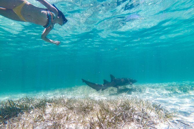 Marinarium Snorkeling Cruise from Punta Cana - Key things to know before you go