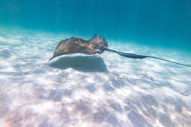 Marinarium Snorkeling Cruise from Punta Cana - Swim-up bar, open bar, and the included snack rhythm