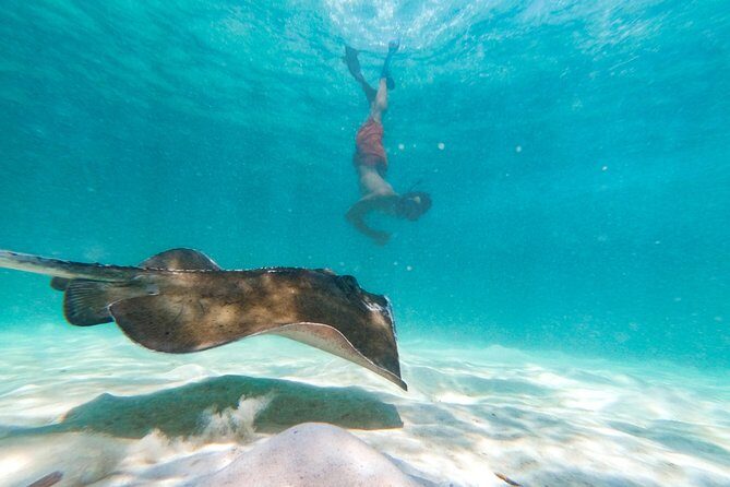 Marinarium Snorkeling Cruise from Punta Cana - Pickup, drop-off, and the 3.5-hour schedule you’re actually buying