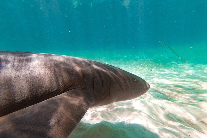 Marinarium Snorkeling Cruise from Punta Cana - Price and value: is $115 fair for Punta Cana snorkeling?