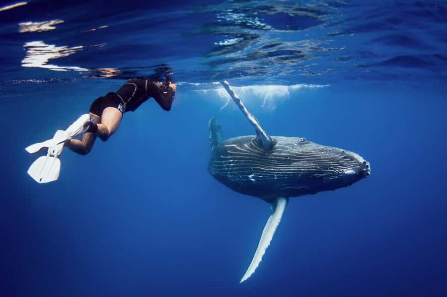 Miches: Half Day Whale Watching Catamaran Tour with Snacks - Key highlights to know before you go