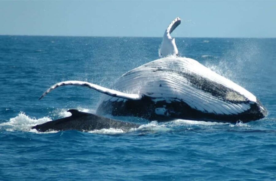 Miches: Half Day Whale Watching Catamaran Tour with Snacks - Miches Marina Check-In: Get to the Dock Early