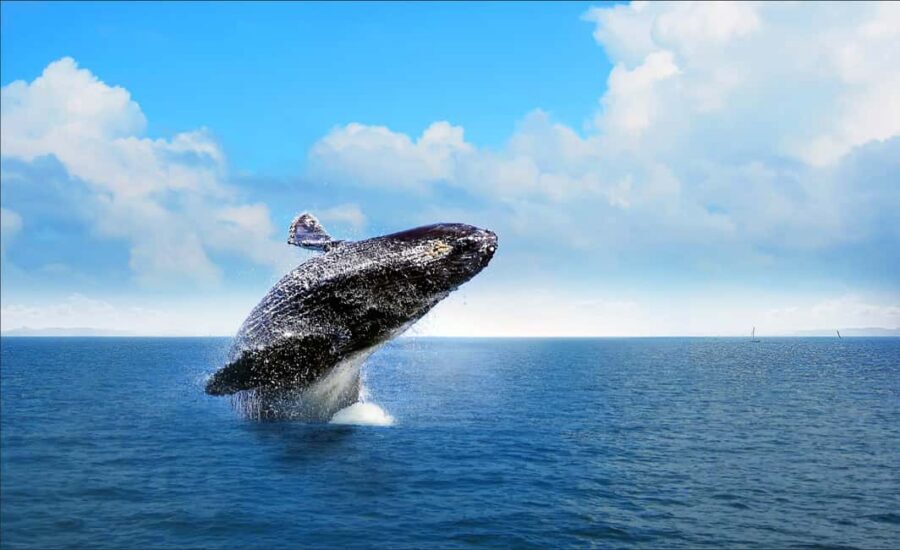 Miches: Half Day Whale Watching Catamaran Tour with Snacks - Humpback Whale Viewing: Breaches, Tail Slaps, and Songs