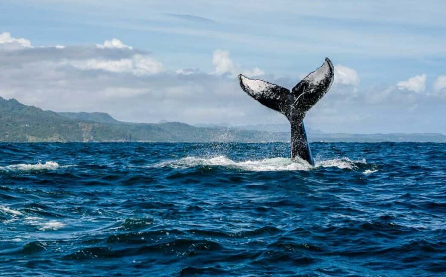 Miches: Half Day Whale Watching Catamaran Tour with Snacks - Cruising Samaná Bay on a Comfortable Open-Deck Catamaran