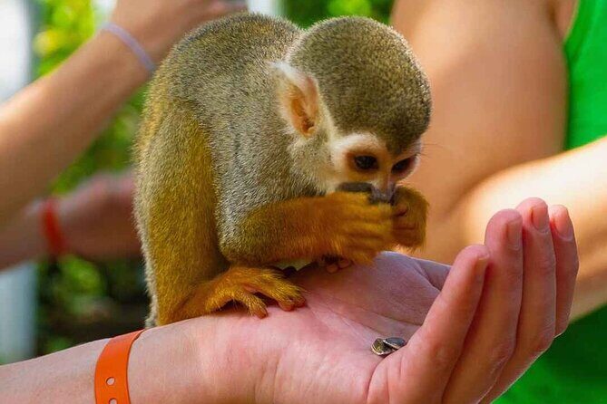 Monkey Enconter & Zip line Adventure - The 3-hour rhythm: how to keep your day flexible