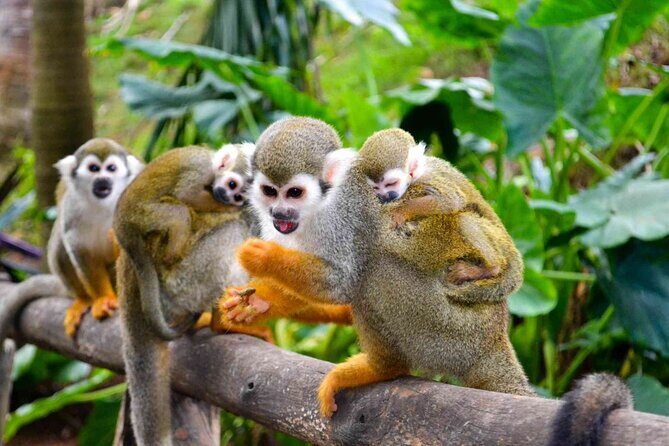 Monkey Enconter & Zip line Adventure - The rules that can make or break your experience