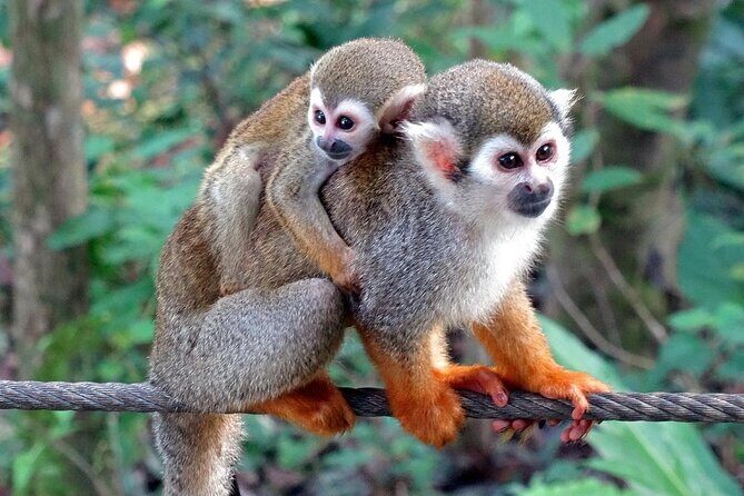 Monkey Enconter & Zip line Adventure - Zipline in the DR: 7 stations, two suspension bridges, and the bat cave drop