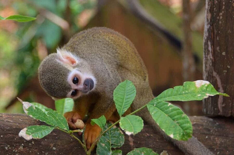 Monkey Encounter + ATV Riding Adventure – Puerto Plata - ATV Riding Through Real Terrain (Mud, Rivers, and Backroads)