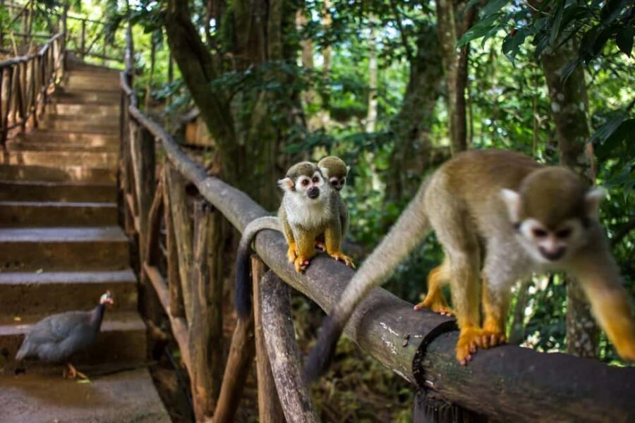 Monkey Encounter + ATV Riding Adventure – Puerto Plata - Pickup and Meeting Points: Know Where to Stand