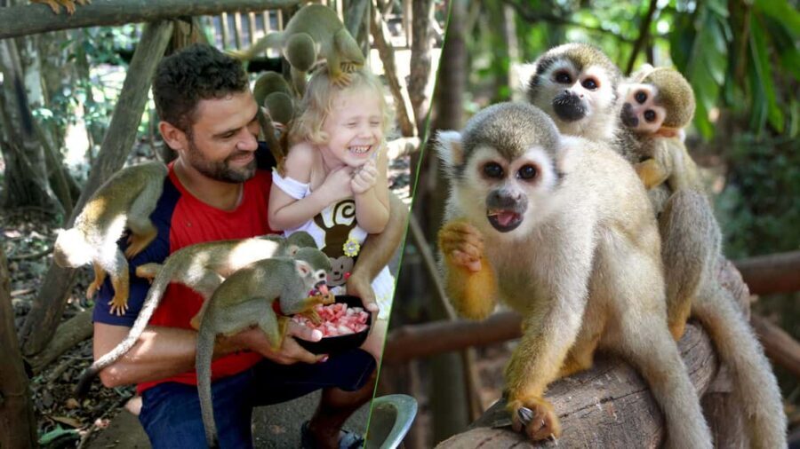 Monkey Encounter + ATV Riding Adventure – Puerto Plata - Who This Tour Fits Best