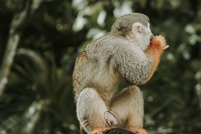 Monkey Jungle with Zip line - Monkey Jungle: Walking Through the Squirrel Monkey Environment