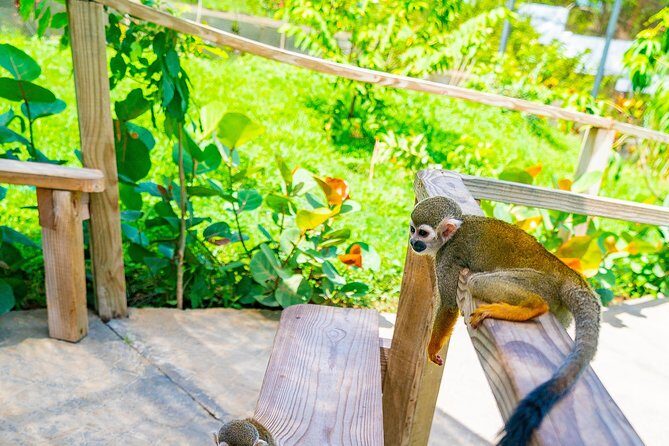 Monkeyland Puerto Plata - Price and Value: Why $70 Can Make Sense (and When It Won’t)