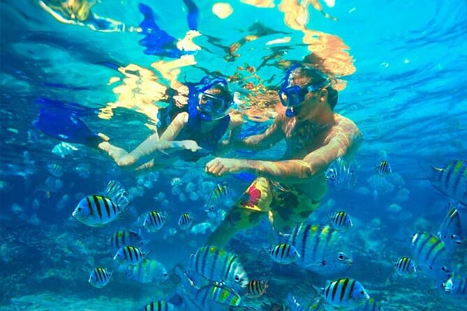 Party Boat Catamaran with Snorkeling from Punta Cana - The Dolphin Stop: Quick Sighting, Not a Swim-Session