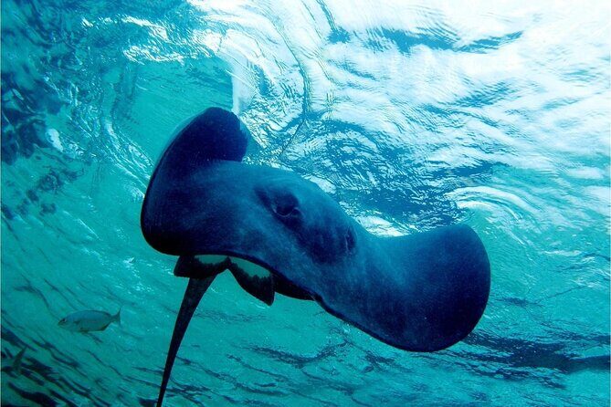 Pirates of the Caribbean Cruise- Snorkel, Sharks & Stingrays - Onboard Drinks and the Return Voyage: A Real Vacation Tempo
