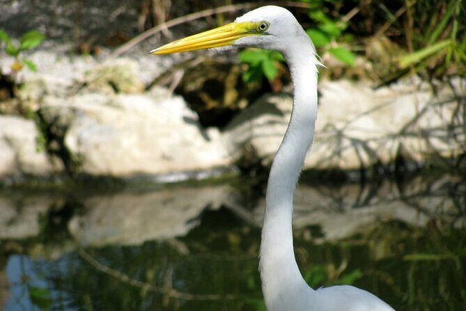 Private Boat Nature Tour of Limón Beach and Lagoon - Limón Lagoon and Playa Limon: why this part of the island feels different