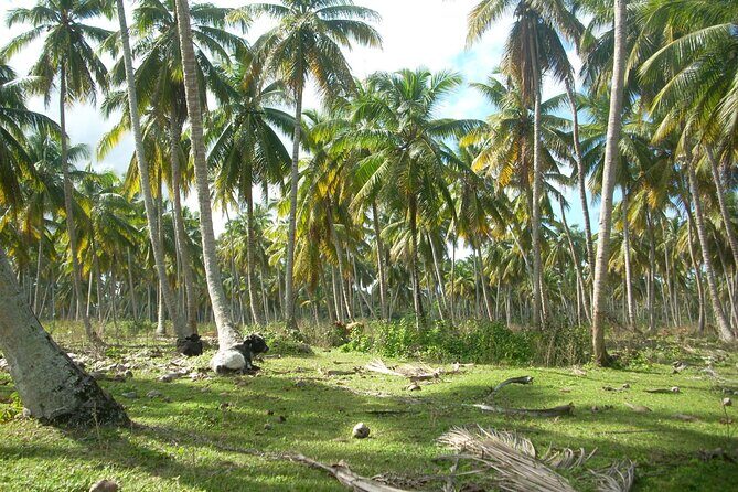 Private Boat Nature Tour of Limón Beach and Lagoon - Who this private boat tour is best for (and who should pass)
