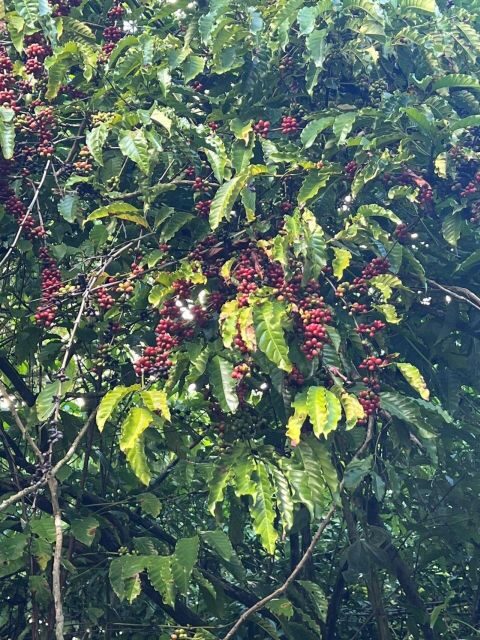 Private Half Day Tour in Punta Cana-Higüey with Local Guide - Higuey Market: fruit variety and what you notice once you stop “just driving through”