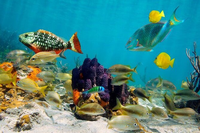 Private Party Boat with Snorkeling in Playa Bibijagua - Open Bar, Snacks, and Personalized Music on the Catamaran
