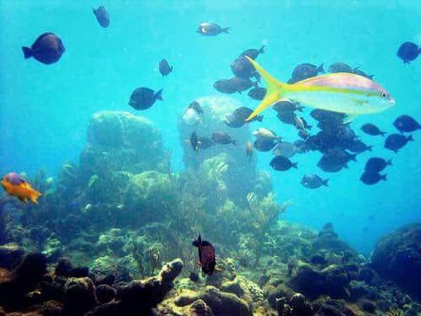 Puerto Plata: Cayo Arena Tour with Snorkeling and Mangroves - The Dominican buffet lunch: refueling the right way