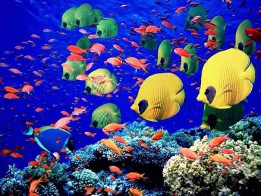 Puerto Plata: Cayo Arena Tour with Snorkeling and Mangroves - Weather rules and what to pack so your day goes smoothly
