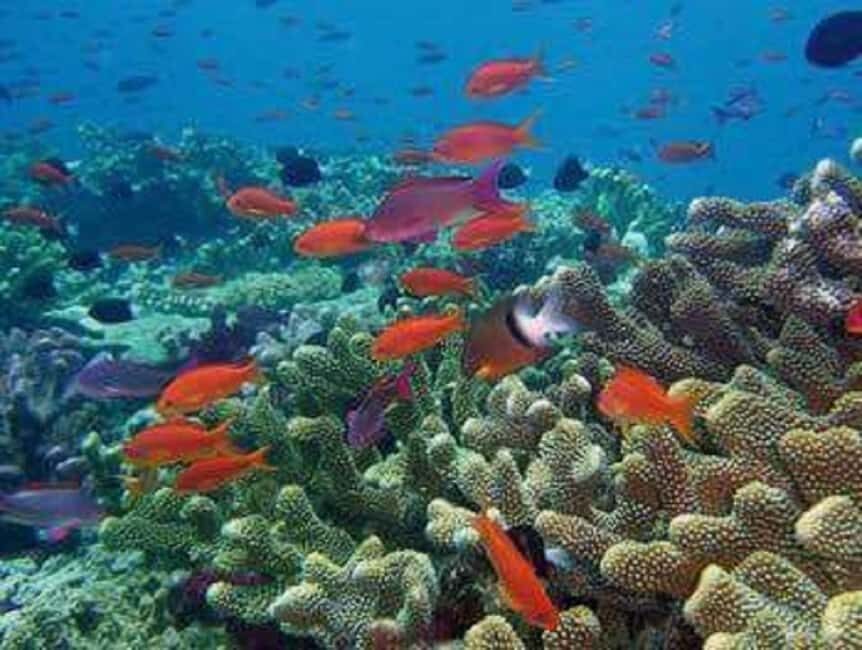 Puerto Plata: Cayo Arena Tour with Snorkeling and Mangroves - When it runs: seasonal schedule and how to plan your dates