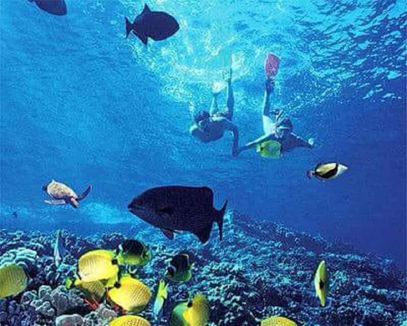 Puerto Plata: Cayo Arena Tour with Snorkeling and Mangroves - Cayo Arena snorkeling for 3 hours: how to make the reef time count