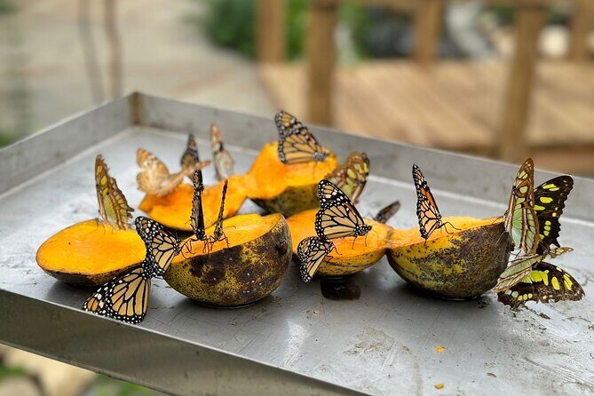 Puerto Plata City Tour with Butterfly Garden - Key highlights worth knowing before you go