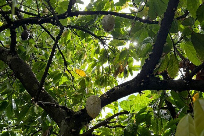 Puerto Plata City Tour with Butterfly Garden - Del Oro Chocolate Factory: connecting cocoa to the chocolate you actually buy