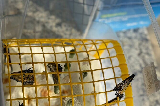 Puerto Plata City Tour with Butterfly Garden - Transportation, guide style, and group size: what matters for a smooth day