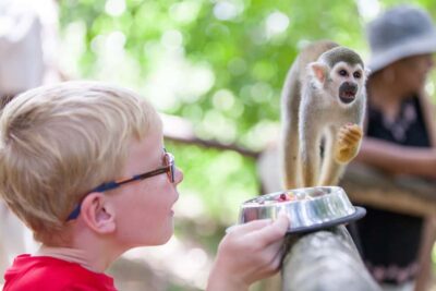 Puerto Plata: Monkeyland and Zip-Line Adventure - Platform-to-Platform Help: Why the Guides Matter More Than the Speed