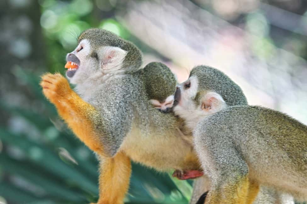 Puerto Plata: Monkeyland and Zip-Line Adventure - The Monkey Jungle Foundation Impact: Why This Stop Matters