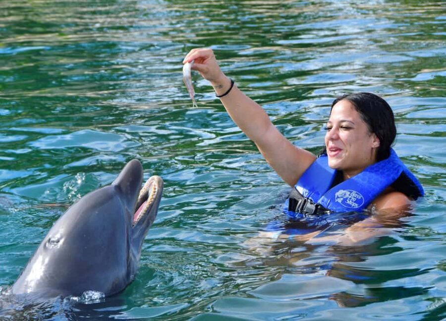 Puerto Plata Ocean World Dolphin Swim - Your 30-minute dolphin swim: what happens and how to make it count