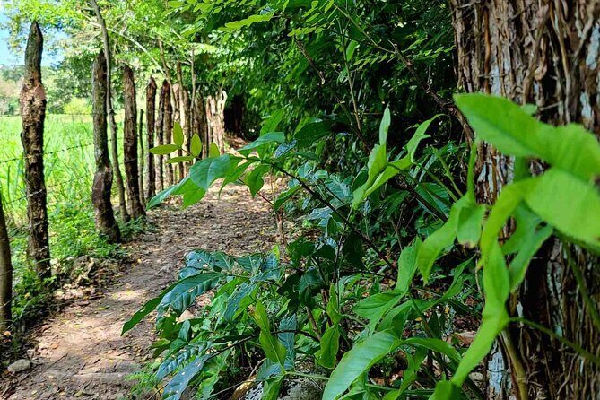 Puerto Plata Rejoya River Excursion Amber Cove Taino Bay Hotels - La Rejoya River: why this feels different in Puerto Plata