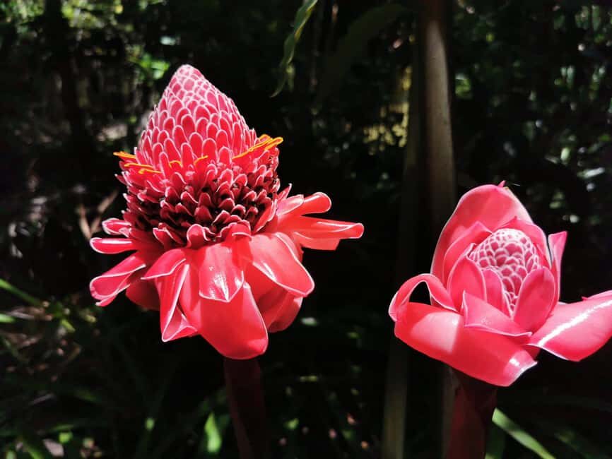 Puerto Plata: Taino Valley and Dominican Flavor Experience - Taino Valley Tropical Park: Tropical Plants, Taino Statues, and Living Water