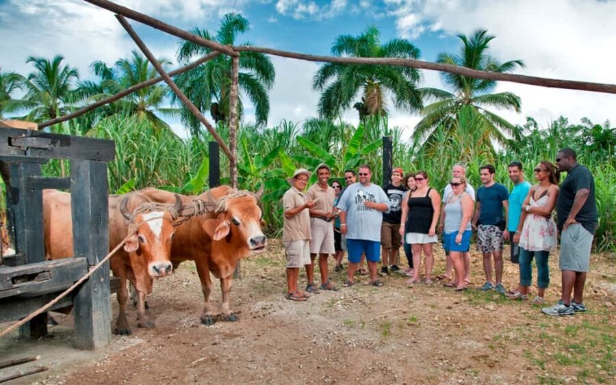 Punta Cana: Bavaro Runners Safari Tour - Watch cigar rollers: tobacco craft up close
