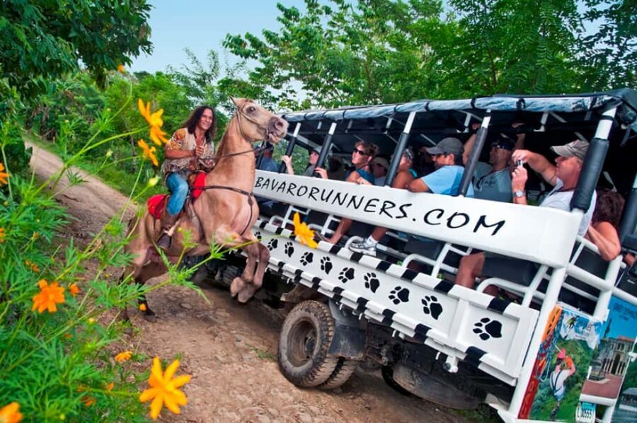 Punta Cana: Bavaro Runners Safari Tour - Sugarcane plantation: from ox-plowed fields to rum ingredients