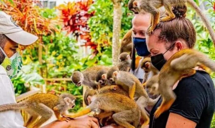 Punta Cana Buggy Tours Cenote Cave, Beach - Monkeyland squirrel monkeys: what you’ll actually do