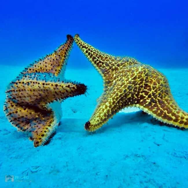Punta Cana: Catalina Island Day Trip with Snorkeling - Catalina beach time after lunch: swimming space, comfort choices, and how to enjoy it anyway