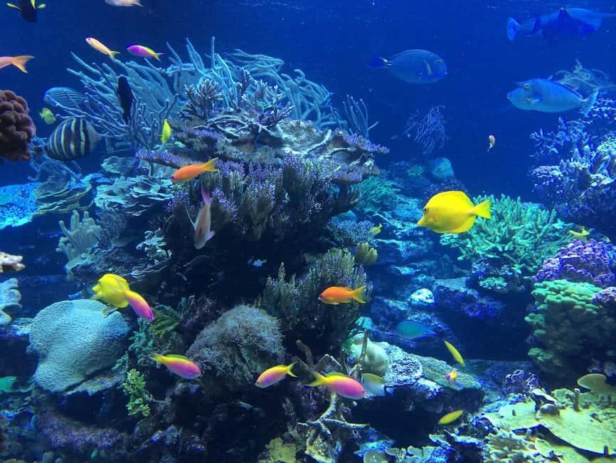 Punta Cana: Catalina Island Day Trip with Snorkeling - Should you book this Punta Cana Catalina Island day trip?