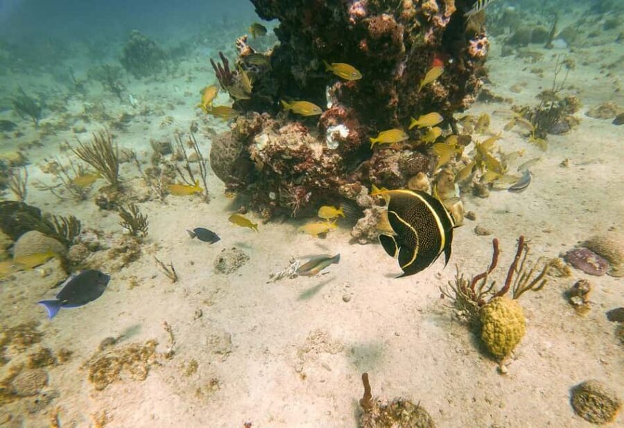 Punta Cana: Catalina Island Trip with Snorkeling - Price and value: is $63 for Catalina snorkeling a fair deal?